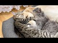 Two adorable kittens love a golden retriever cutest ever