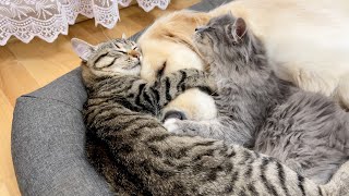 Two Adorable Kittens Love a Golden Retriever! (Cutest ever!!)