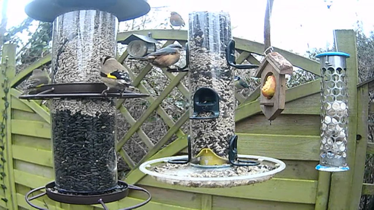 Making the most of the Big Garden Birdwatch 2017