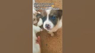 හයදෙනාවම හොදට බලාගන්න පුලුවන් උනා අපිට 🙂👍 #love #music #song