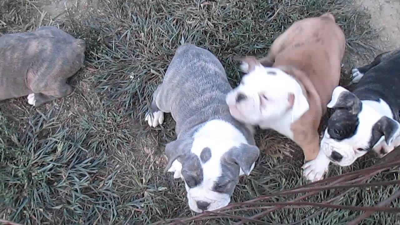 Olde English Bulldogge Puppies For Sale In PA - YouTube