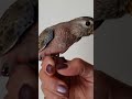 Bourke Parakeet Baby Boy 3-1-2019