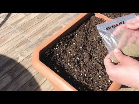 Video: Tohumlardan Büyüyen Aquilegia (22 Fotoğraf): Evde Nasıl Ekilir? Açık Havada Nasıl Yetiştirilir?