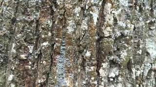 Bubbles Seeping Out Of Tree