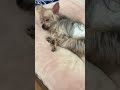 카카카카와이 #강아지 #yorkshireterrier #colonelkkjϟ #yorkie #puppy #pets #cute