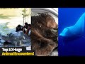 Top 10 Huge Animal Encounters!