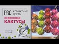 Цветные кактусы - это такой сорт или ловкость рук, немного краски и никакого мошенничества?