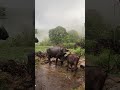 Gaai Bhesh /#cow #uttarakhand #nature #monsoon #devbhoomi