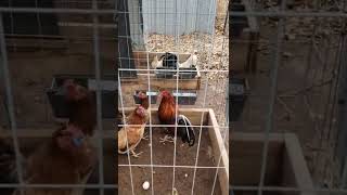 lotes de cria en top hat gamefarm de el señor greg Williams