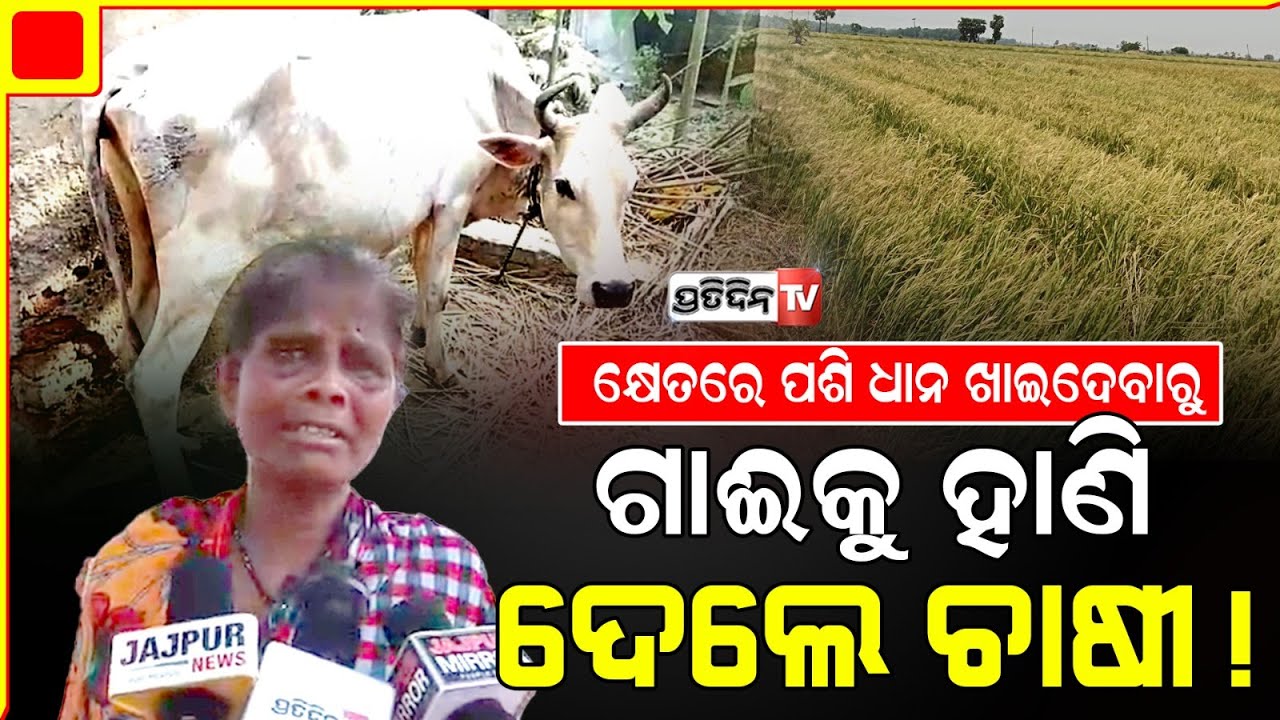 ଧାନ ପାଇଁ ଗାଈକୁ ହାଣିଦେଲେ ବାବୁ, ସେ ଗାଈ ମୋ ଜୀବନ। Farmer attacked Cow for grazing lands, Jajpur.