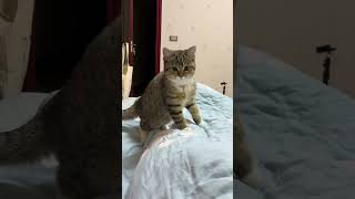 Fluffy floof takes surprise headshots #catsofyoutube