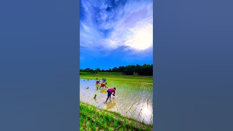 #سورة_الإخلاص #flowers #القزابري #nature #المصحف #comedy #farming #الرحمن #egzon #egzonibrahimi
