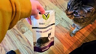 Vetriscience Vetri Lysine Plus Cat Supplement Review A Must-Have For Feline Health