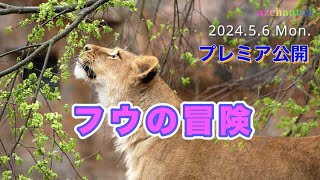 【旭山動物園ライオン】ハラハラドキドキ冒険するフウ、遂にママの怒りに触れるプレミア公開Mother scolding lion cubs climbing a treeMay.6.2024