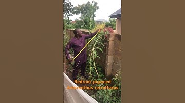 Amaranthus retroflexus