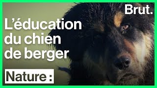 L'éducation du chien de berger