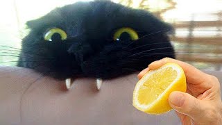 Самые смешные видео с кошками! (Часть 1) The funniest cat videos (Part1)
