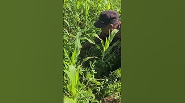 Smart Farmer Techniques for Weeding Peanut Fields for Perfect Results #shorts