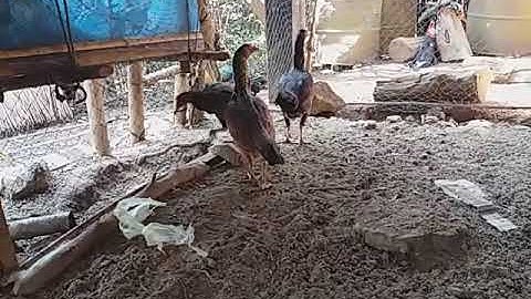 Muag poj qaib ib tug 600.000 kip 02091774323