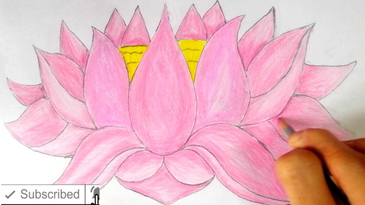 Cách Vẽ Hoa Sen Bằng Bút Chì | How To Draw Lotus With Pencil - Youtube