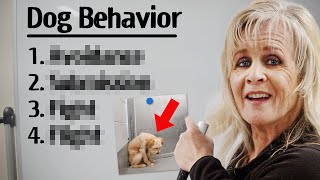 4 Essential Dog Behaviors Every Owner Should Know! by Shannon Walker - The Pack Leader 592 views 2 months ago 8 minutes, 39 seconds