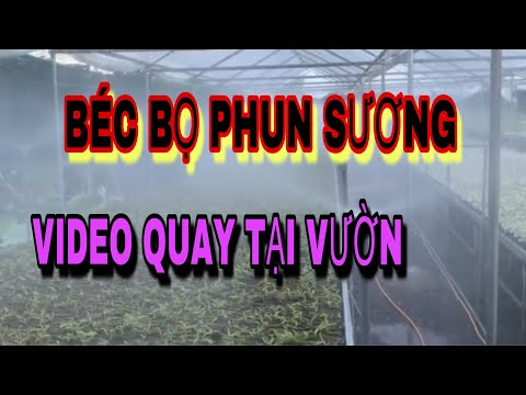 Video BÉC BỌ PHUN SƯƠNG - BÉC ĐEN CỦA ÚC VÀ BÉC CAM CỦA VIỆT... - youtube