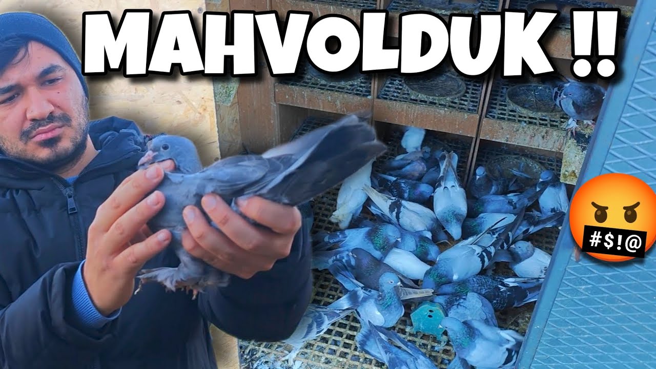 KÜMESLERİ PERİŞAN ETTİ‼️#oyunkuşu #güvercin #taklacıgüvercin #pigeon #mardinoyunkuşu