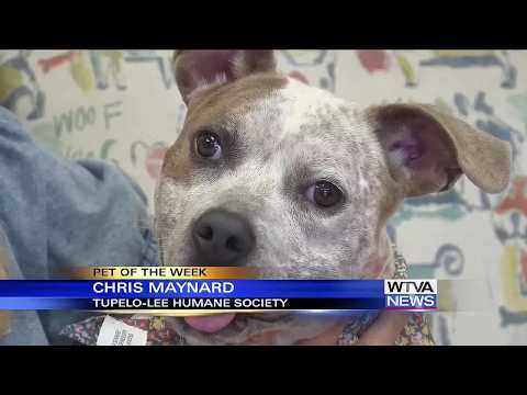 Pet of the Week – Macey