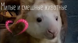 Прикольные видео с животными #24/ забавные животные / милые животные /