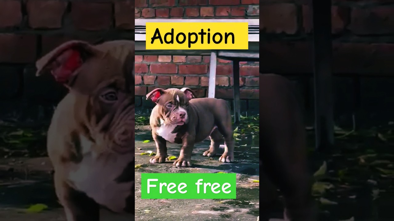 Adoption free free American Bully micro size puppy 