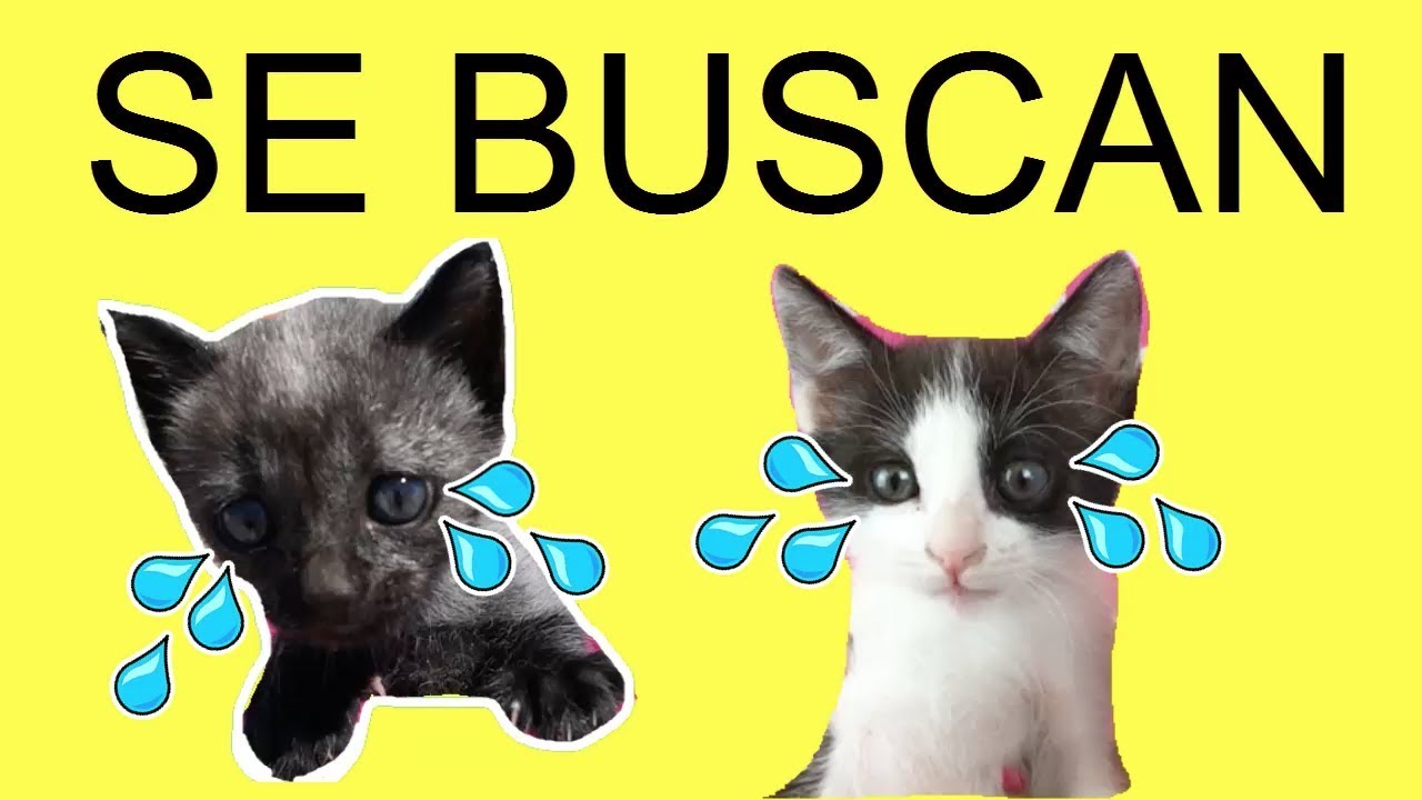 Mis gatitos bebés Luna y Estrella para niños ¿perdidos de viaje en coche? / Funny cats