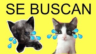 Mis gatitos bebés Luna y Estrella para niños ¿perdidos de viaje en coche? / Funny cats
