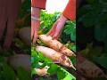 Lobak putih: lancarkan pencernaan, rendah kalori,🥬#lobak #sayursehat #panen #kebun #hidupsehat