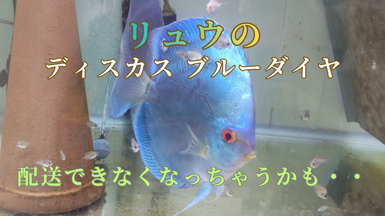 53] Discus Super Blue Diamond sold out before delivery? - YouTube