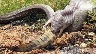 National Geographic - Vengeance of Giant Python - Found in Florida Wealth