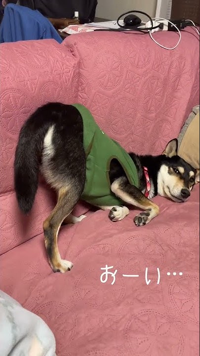 depressed-shiba-inu-shorts-dog