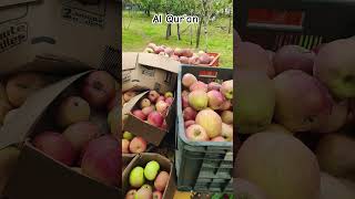ترجمة القرآن الكريم إلى اللغة الأردية 🍃😍#qurantilawat #quran #shorts #vairalvideo #fypシ #trending