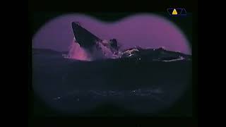 U96 - Das Boot