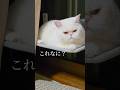 ​野生を忘れた猫の寝相がこれなに？​#猫
