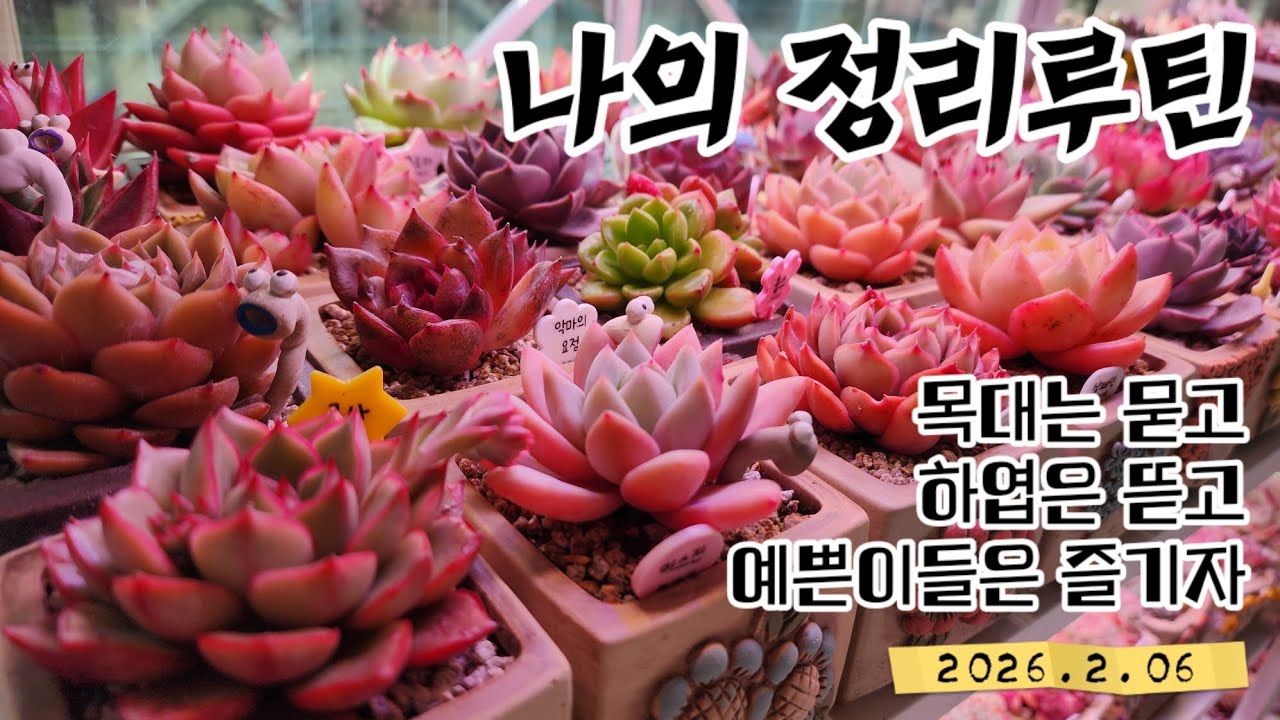 베란다 다육이랑 1:1 눈맞춤❤️ 꼬마명존 흙갈이ㅣ하엽정리ㅣ화분재배치