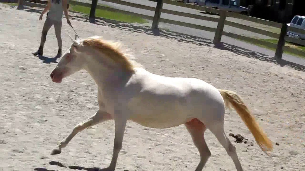 Xiradora - 2012 Perlino Lusitano Mare for sale