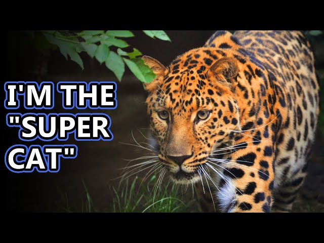 Leopard facts: the tree-dwelling big cats | Animal Fact Files class=