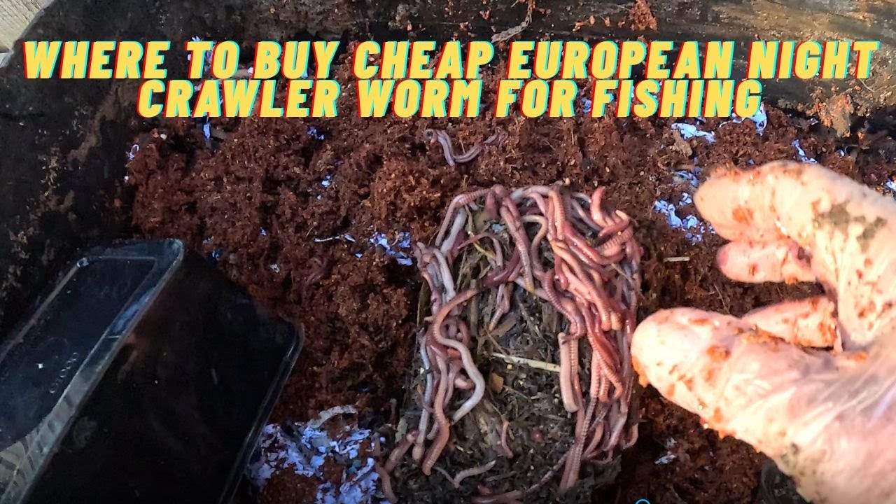 WHERE TO BUY CHEAP EUROPEAN NIGHT CRAWLER WORM FOR FISHING