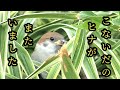 葉っぱに隠れてお母さんを待ってます 【すずめ日記】