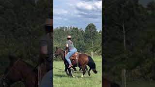#cavalo #cavalos #fazenda #pecuarista #laçocomprido #horse #agro