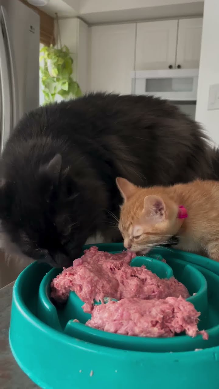 Belle maman avec petite chaton oronge