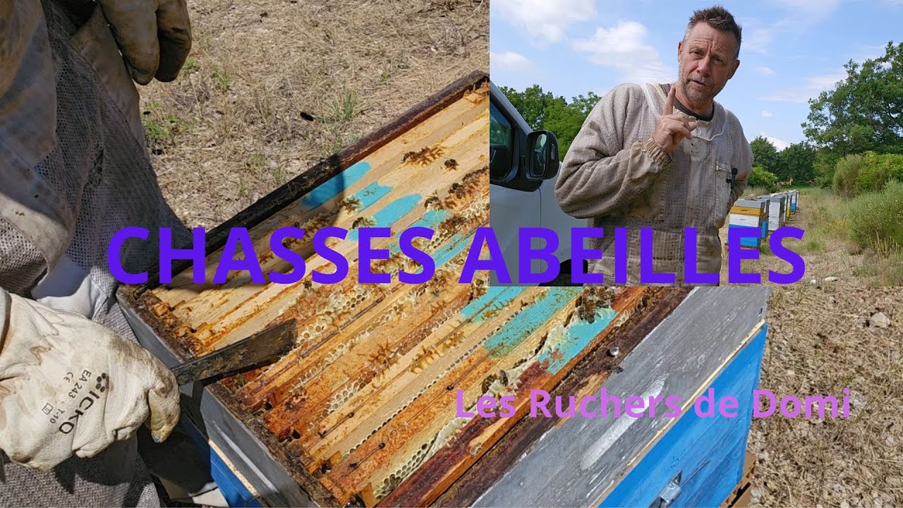 Saison 4 Épisode 15. Le 15/06/2024. Mes propres chasses abeilles