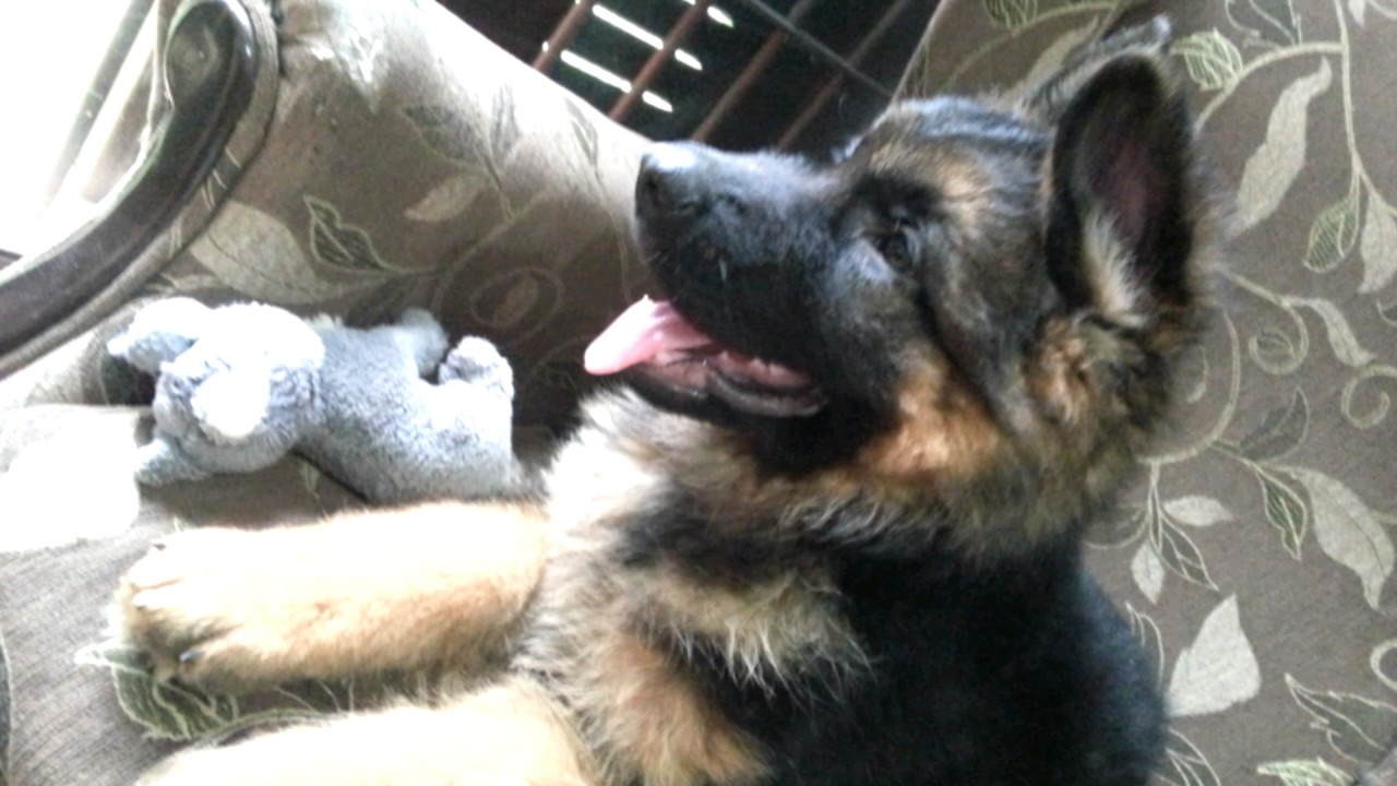 Canil Dasbidu Pastor Alemao Capa Preta Pelo Curto E Pelo Longo Filhotes Pedigreerosa Youtube