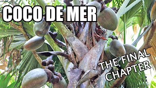 COCO DE MER : My Hunt for the Tree of Knowledge (Part 5 of 5)  Weird Fruit Explorer Ep. 400
