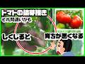 トマト栽培 その❝脇芽掻き❞間違えるとトマトが育ちません